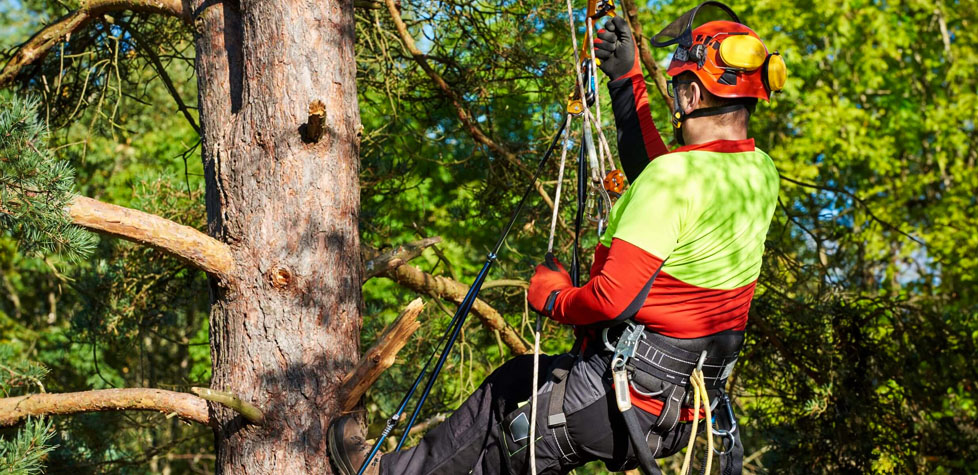 A conformidade normativa de segurança para os serviços de arboricultura