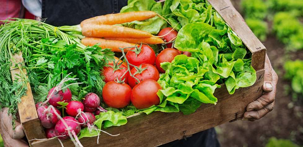 A certificação dos sistemas de gestão de segurança de alimentos