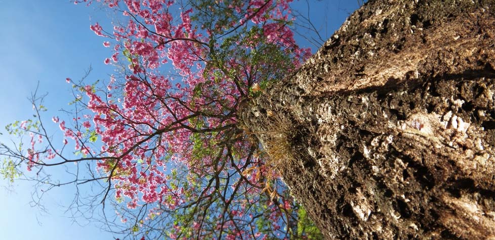 A florada do ipê e a rede social secreta da natureza