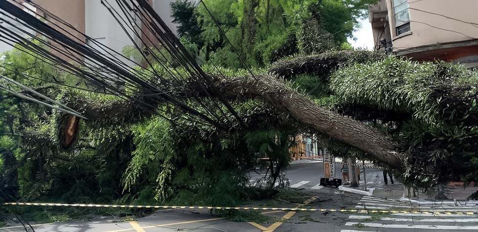 Os perigos das árvores em áreas urbanas