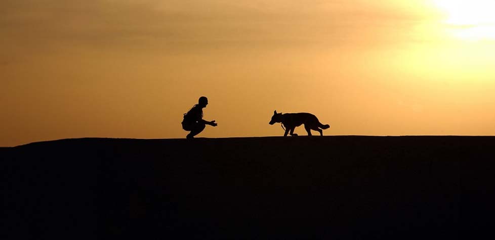 Por que amamos e maltratamos os cães?